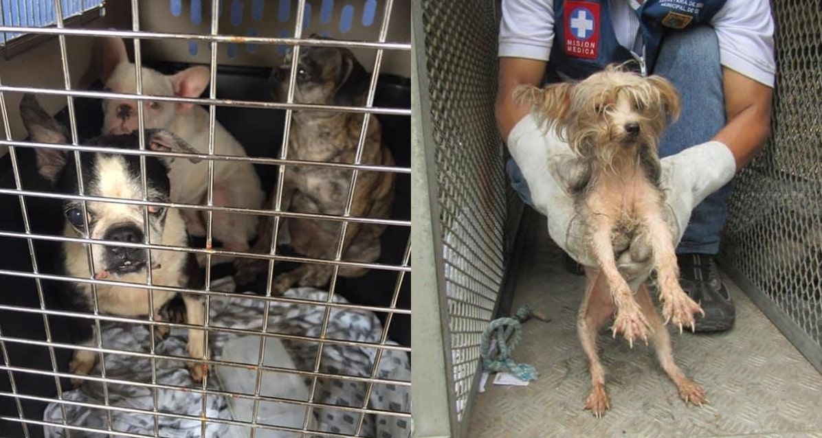 69 perros fueron rescatados de un criadero clandestino en Cali