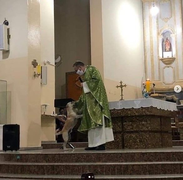 Sacerdote lleva perros callejeros a misa para que sean adoptados