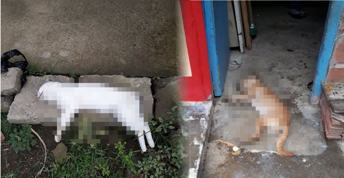 Denuncian envenenamiento de animales en barrio de Apartadó
