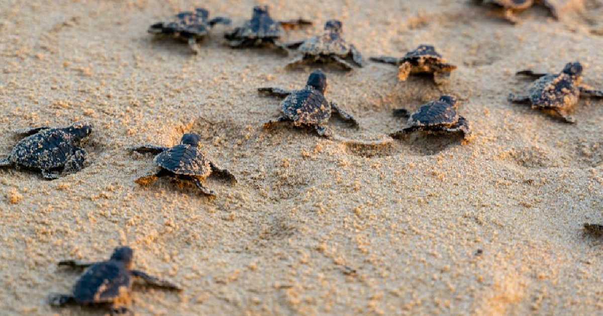 Nacieron más de 90 mil tortugas consideradas en peligro de extinción
