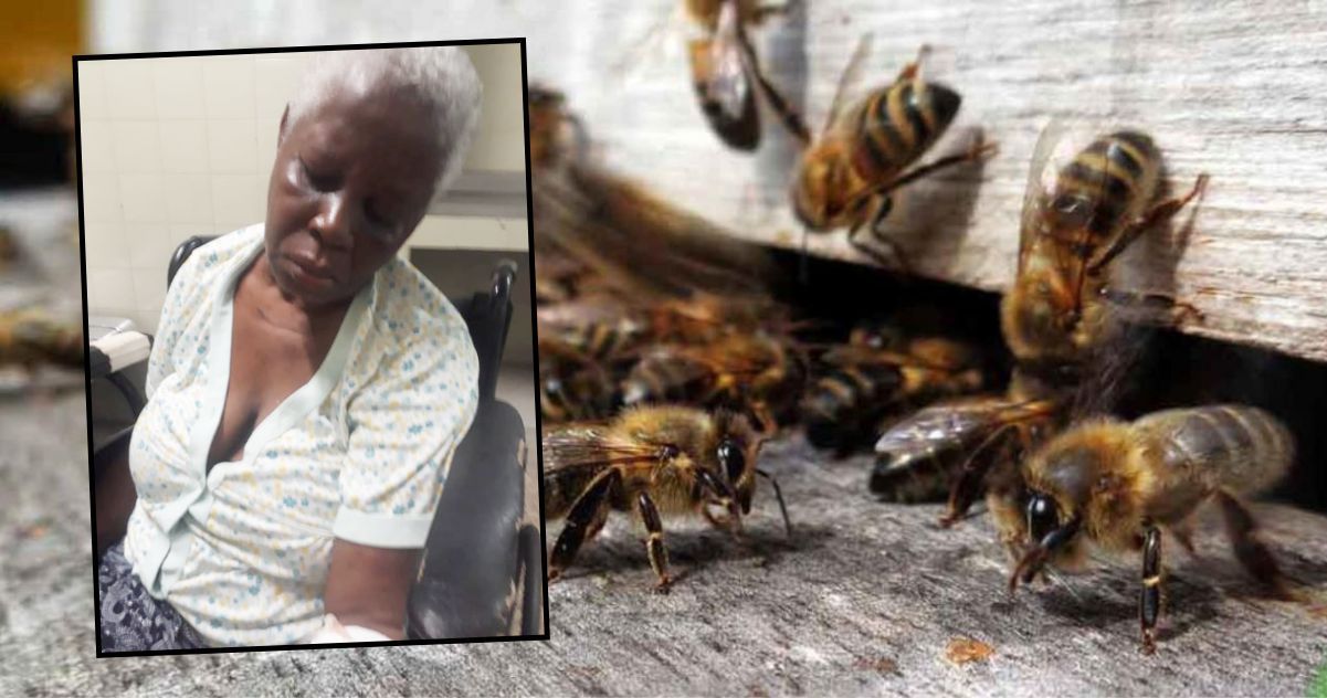 Abejas africanas atacaron a  mujer de 70 años de edad