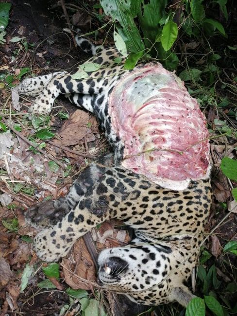 jaguar-asesinado-la-chiva-de-uraba