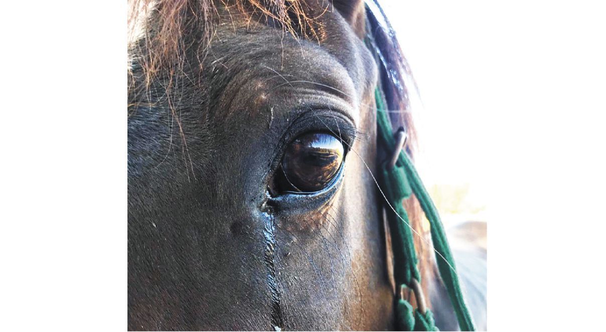 Murió un caballo en accidente de tránsito en variante Carepa - Apartadó