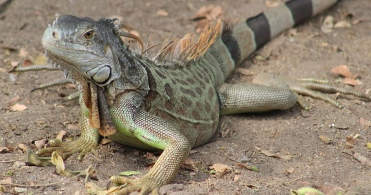 ¿Están comercializando las iguanas en Apartadó?