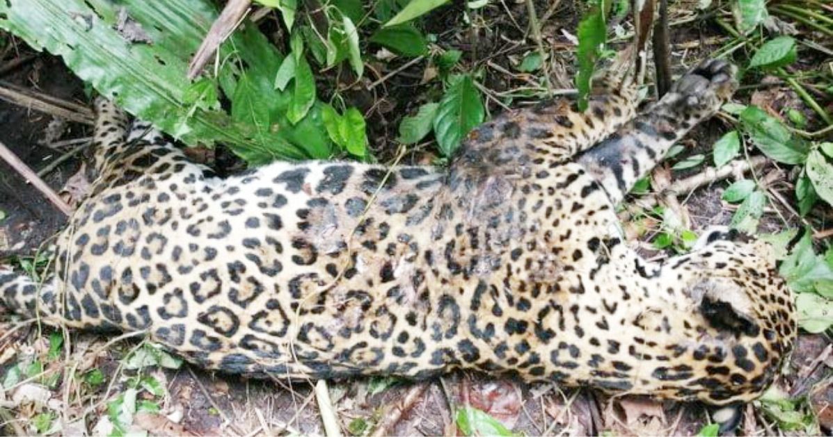 Mataron jaguar en Urabá;  única de las cinco especies  en América