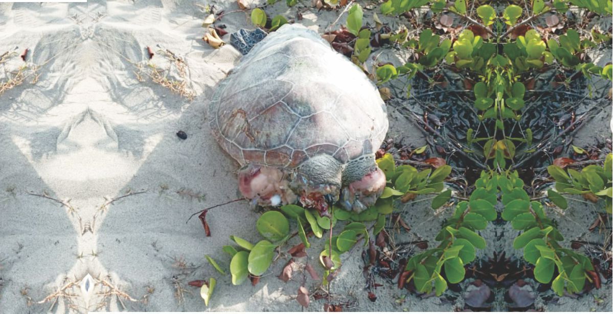 Alerta por el sacrificio de especies en Necoclí, entre ellas la tortuga carey