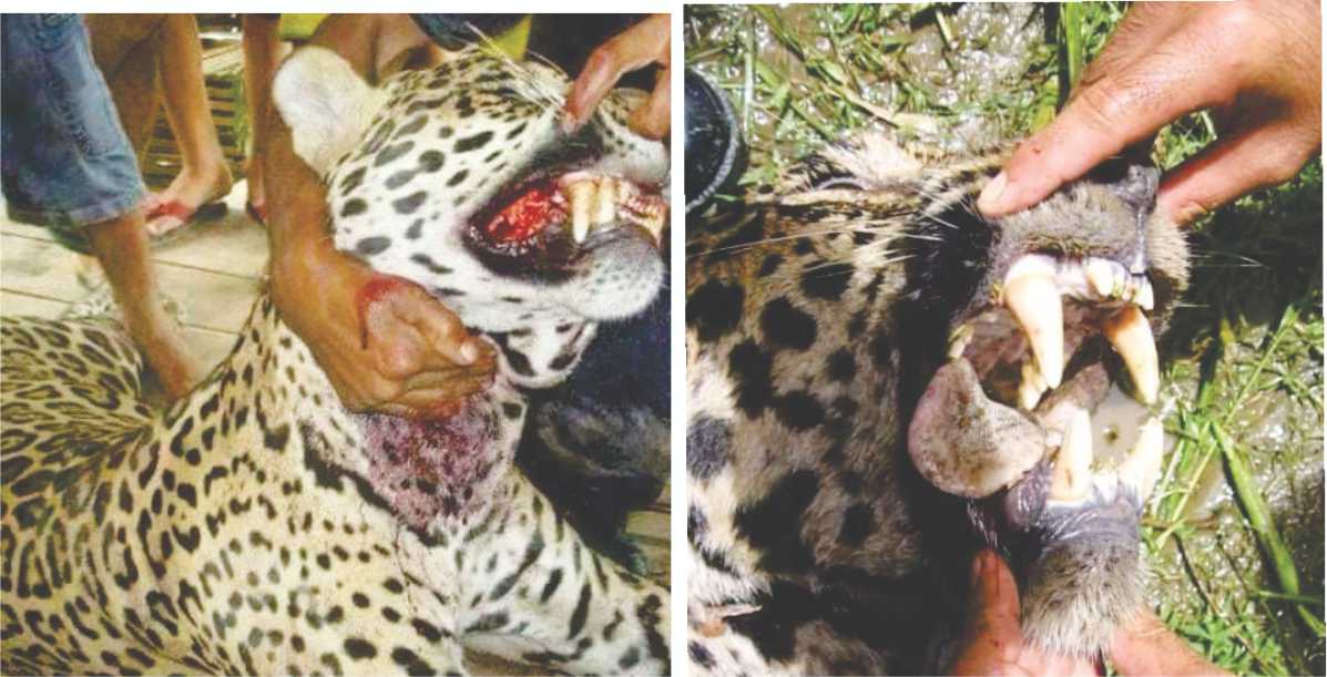 "No hay felinos atacando humanos"