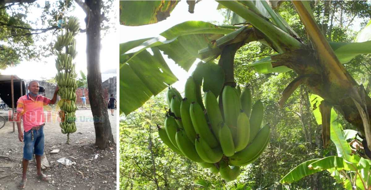 Gigante Racimo de Banano de 23 manos