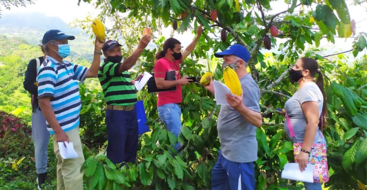 Productores de caña y cacao en Antioquia mejorarán la calidad de los cultivos