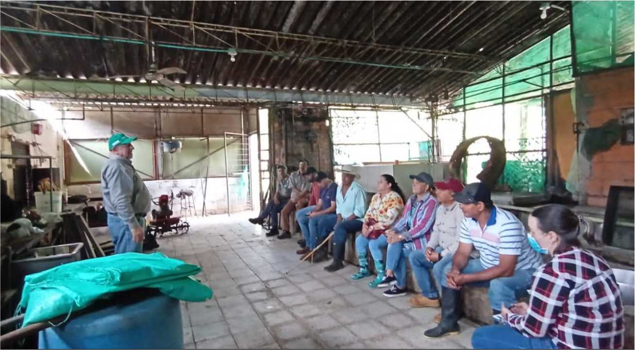 cacao-cultivos-suruoeste-antioquia-caña-la-chiva-de-uraba