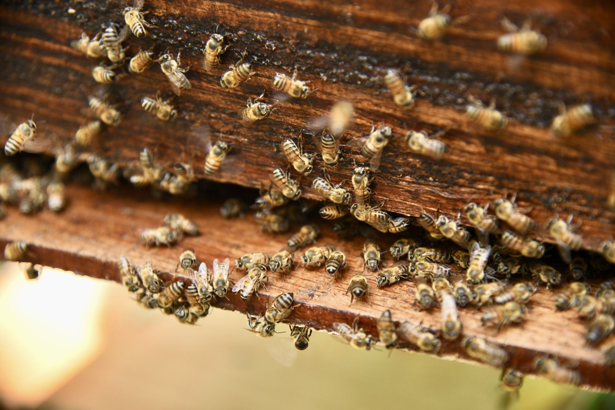 CORPOURABÁ dispuso de un  hogar para las abejas