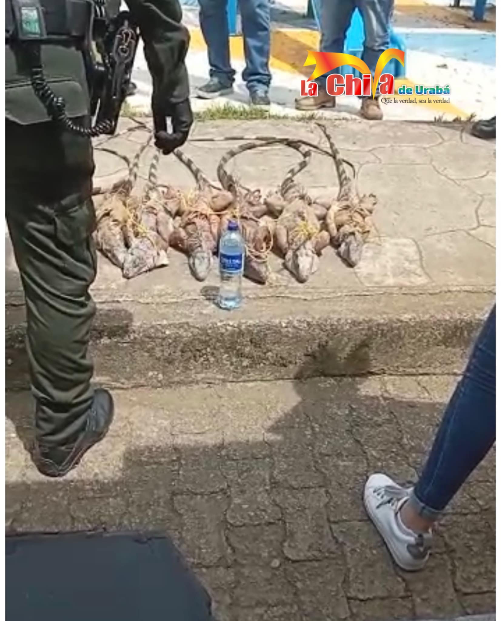Llevaba las iguanas  para el almuerzo y la Policía se las quitó