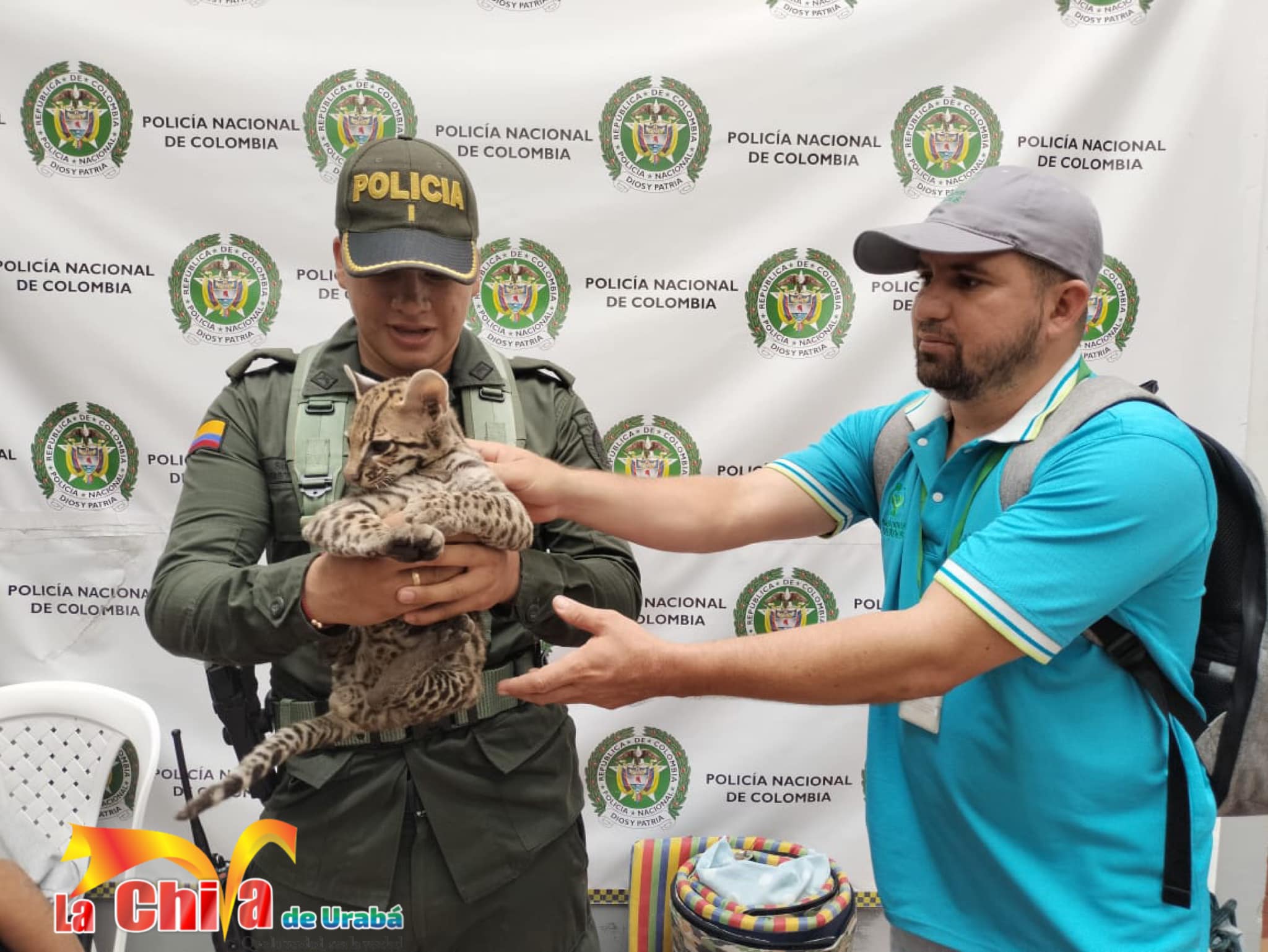 El Tigrillo volverá a su hábitat natural