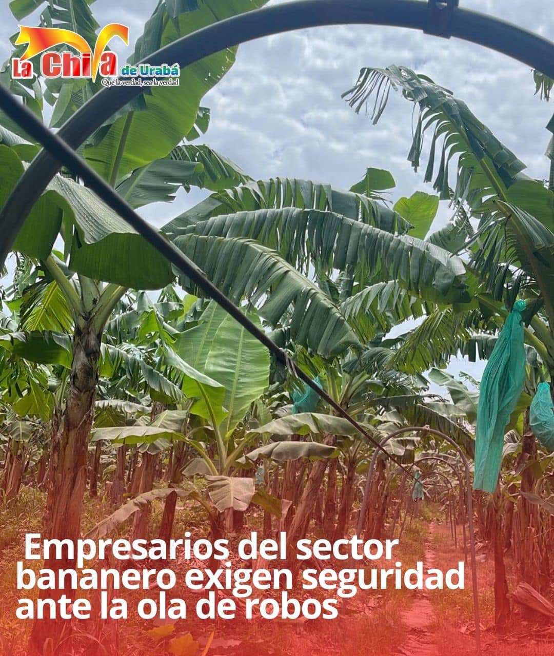 Bananeros en alerta ante ola de robos en las fincas