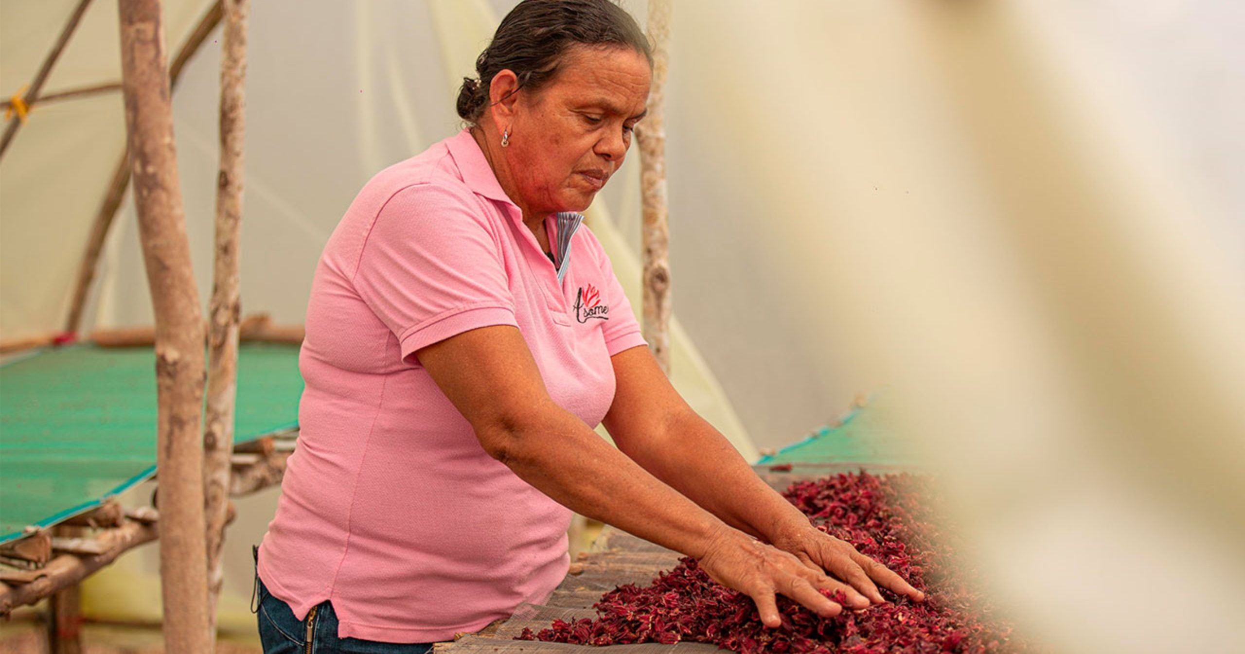 Campesinas de los Montes de María recibieron mil hectáreas para cultivar