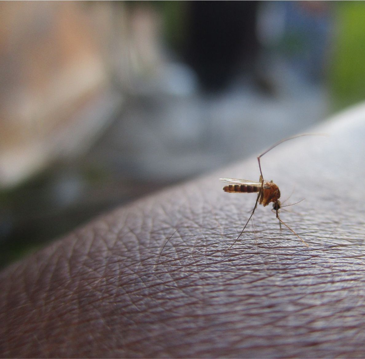 enfermedad-dengue-colombia-noticias-la-chiva-de-uraba