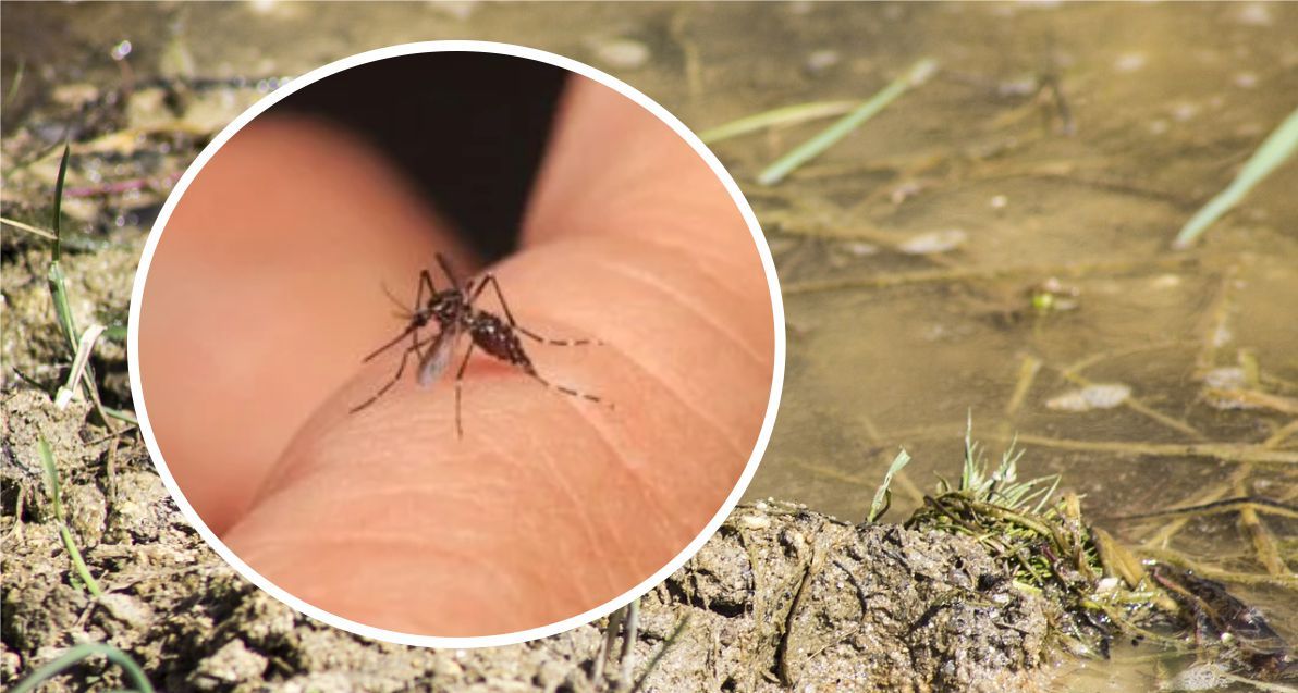 Amenaza global | Cuidado con el dengue, a la primera sospecha acuda al médico