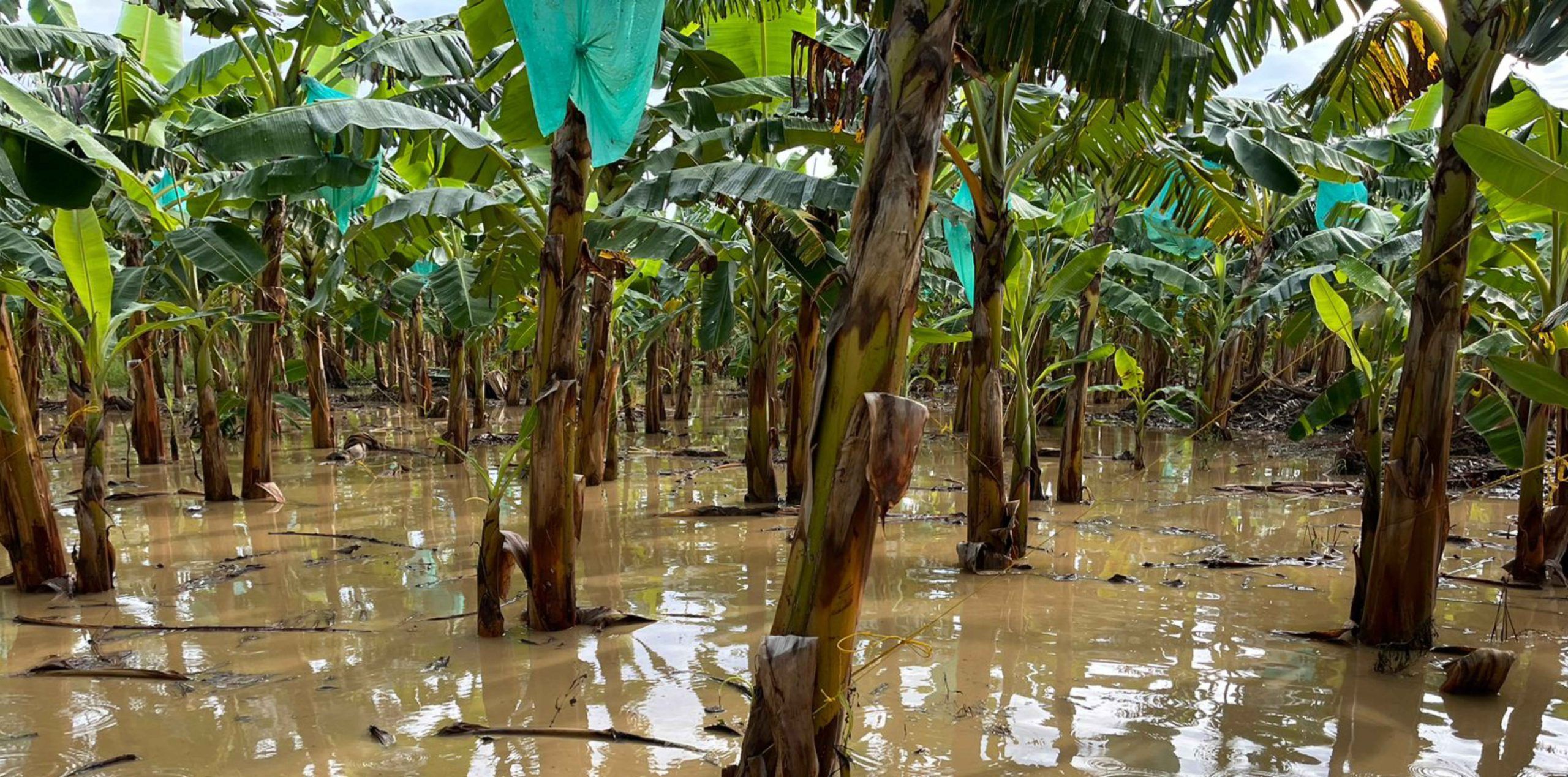Emergencia por inundaciones y deslizamientos en Apartadó, Chigorodó, Carepa, Turbo, Necoclí, San Juan de Urabá y Arboletes