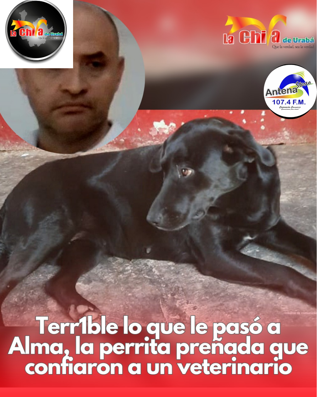 Veterinario judicializado por la muerte de una perrita embarazada en Itagüí