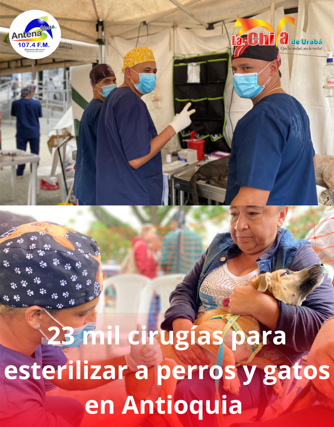 Antioquia invertirá $4.100 millones en programa de esterilización de perros y gatos