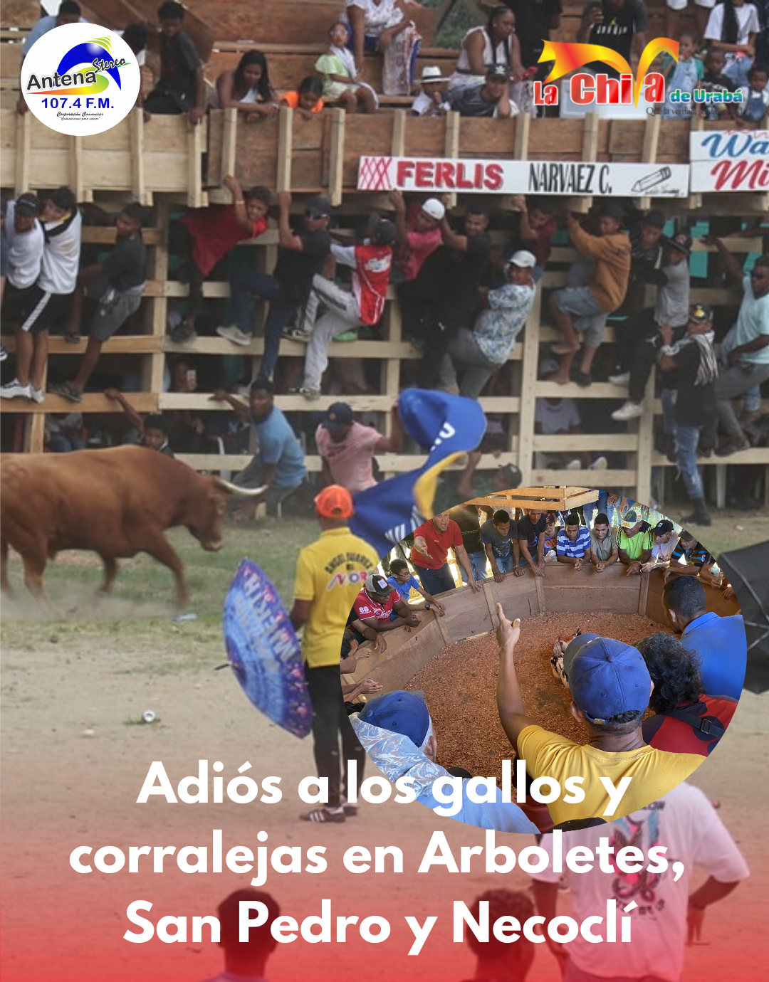 La Corte lo ordenó: No hay más corralejas ni gallos en Apartadó, Arboletes, San Pedro,  Necoclí, y…