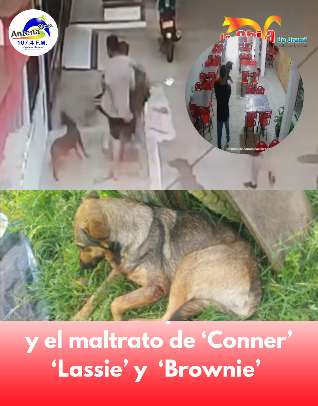 Condenados por maltrato animal en Antioquia, Tolima y Norte de Santander