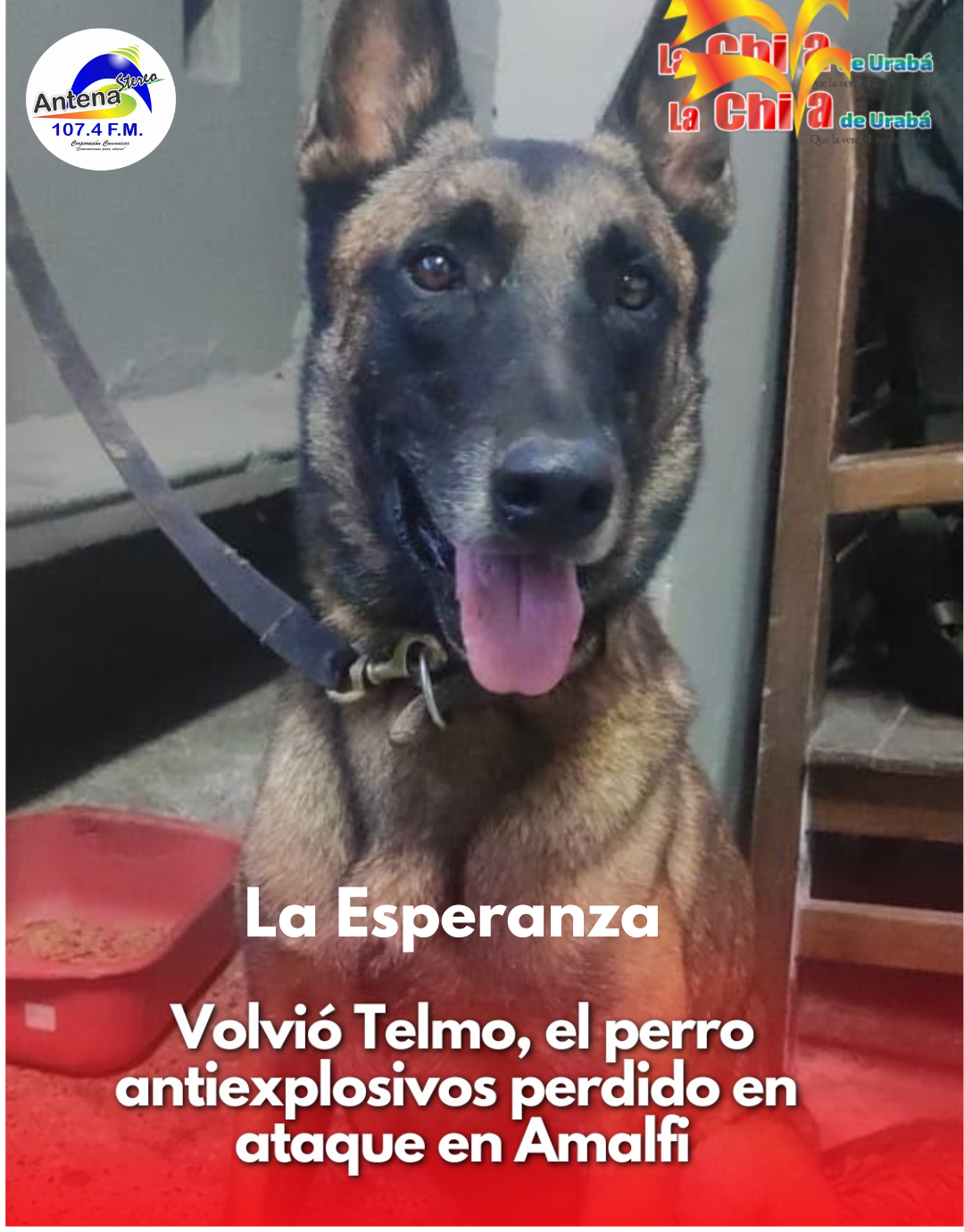 La Guerrilla devolvió a Telmo, el perro antiexplosivo perdido durante ataque en Amalfi