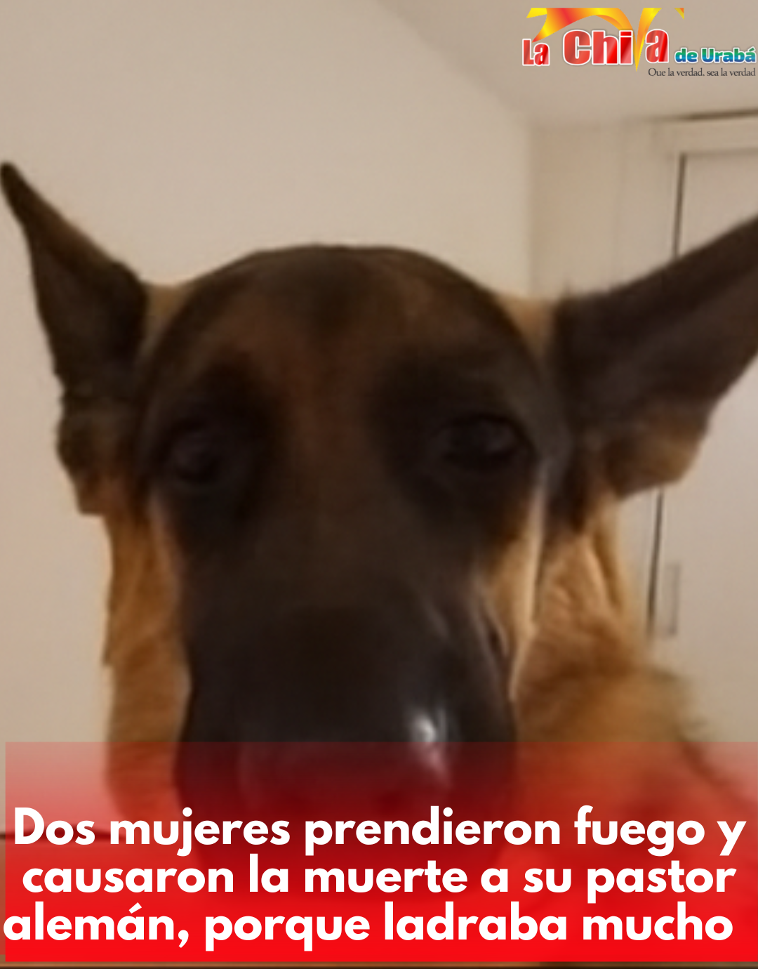 Dos mujeres acusadas de quemar a su perro pastor alemán, un juez las mandó a la cárcel  