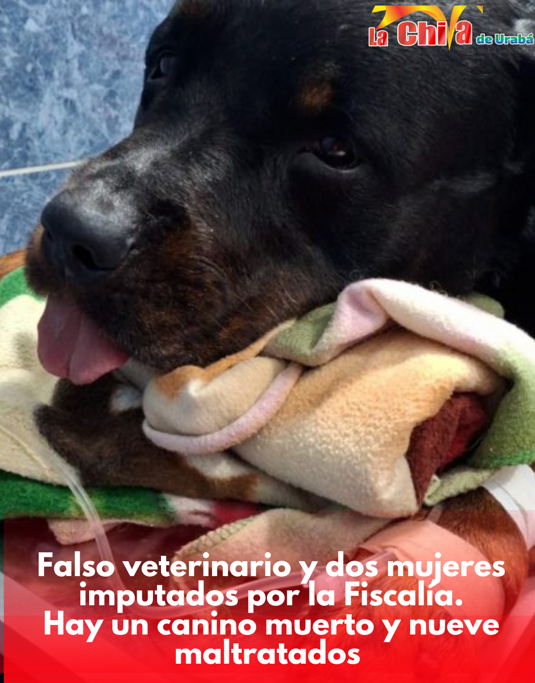 Falso veterinario y dos mujeres a responder ante la justicia por m4ltrat0 animal