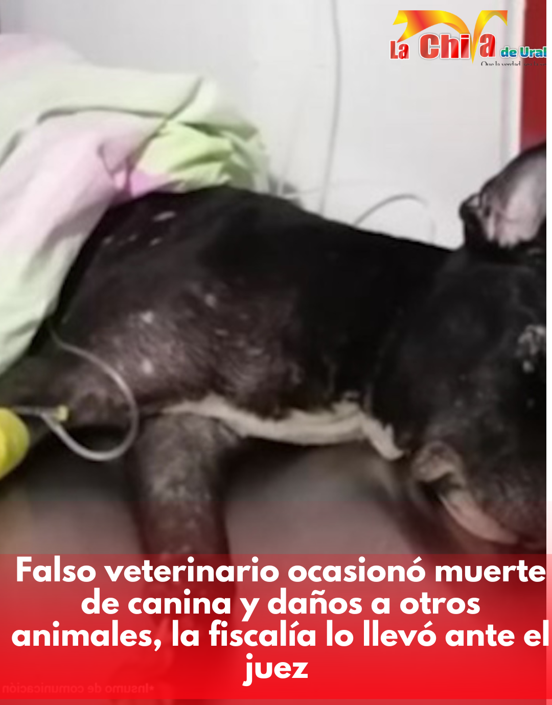 Fiscalía imputó a falso veterinario que habría causó la muerte de una canina