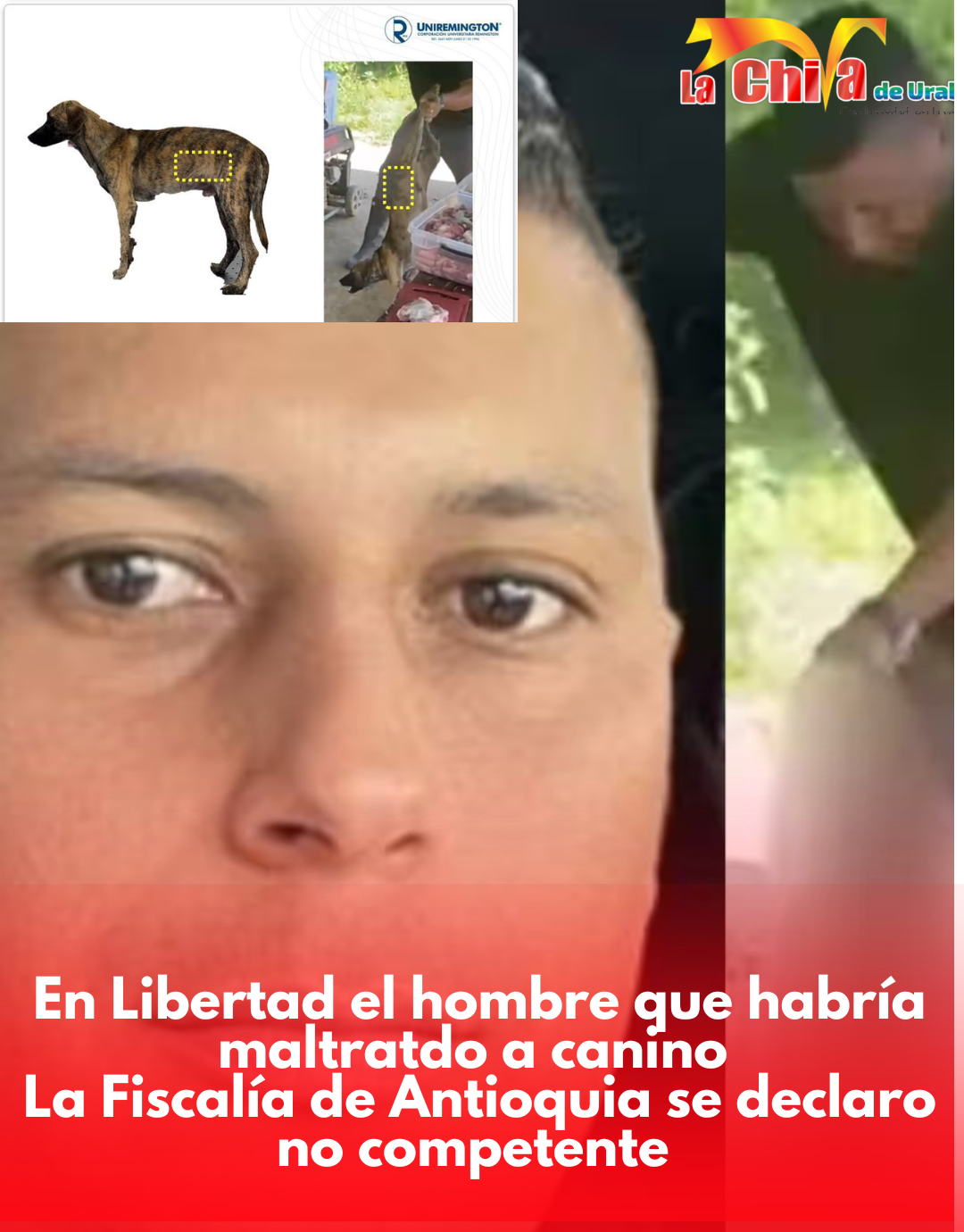 Libre hombre señalado de maltratar a su perro; Fiscalía de Antioquia se declaró no competente