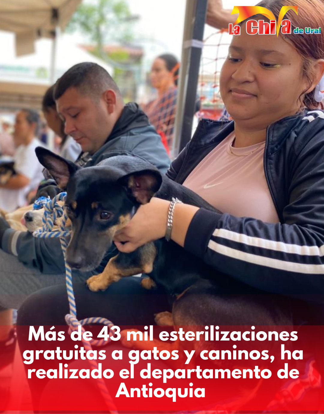 Más de 43 mil esterilizaciones de peludos se han practicado en Antioquia