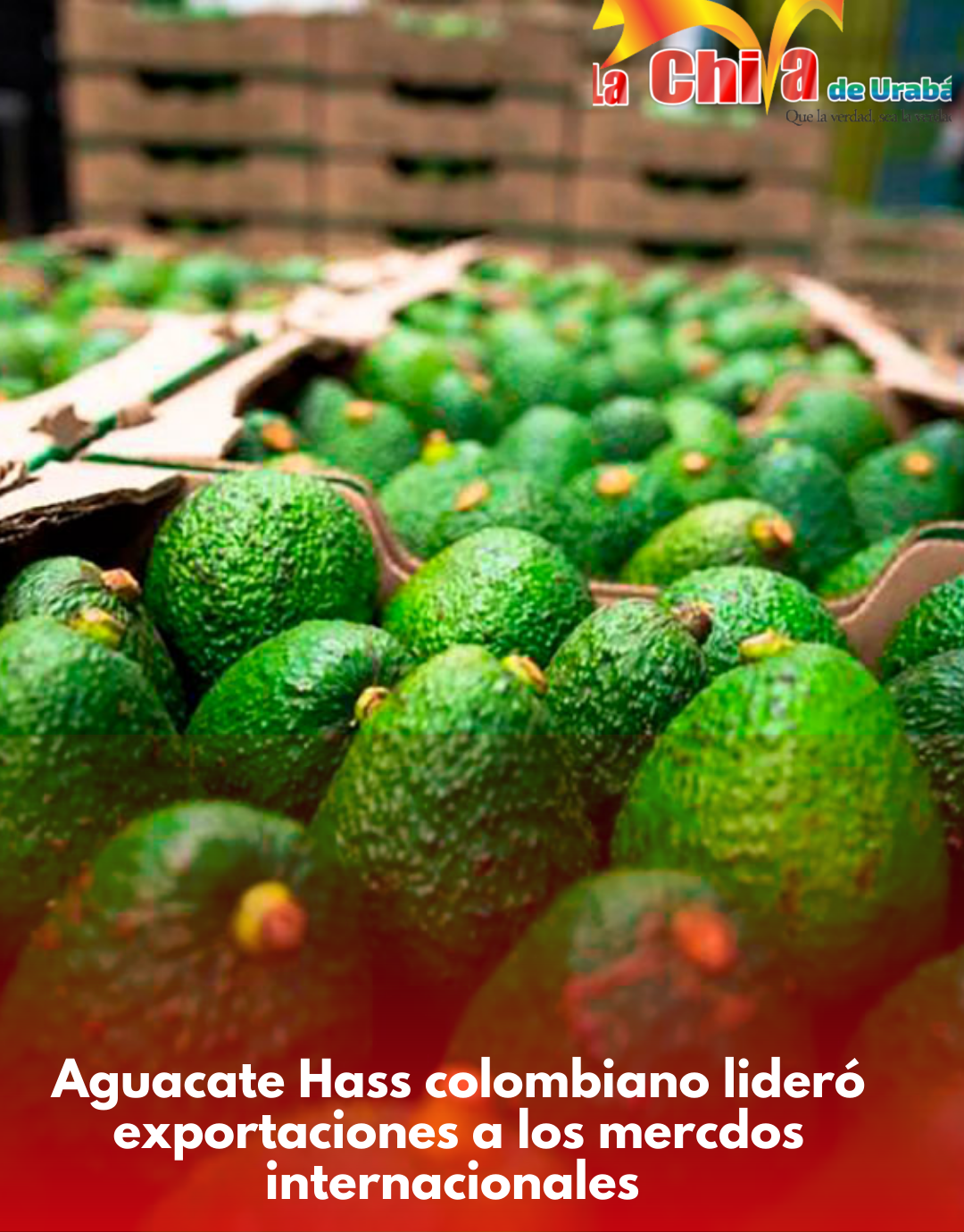 El aguacate hass  se consolida,  exportaciones crecieron 45,7 % en 2025