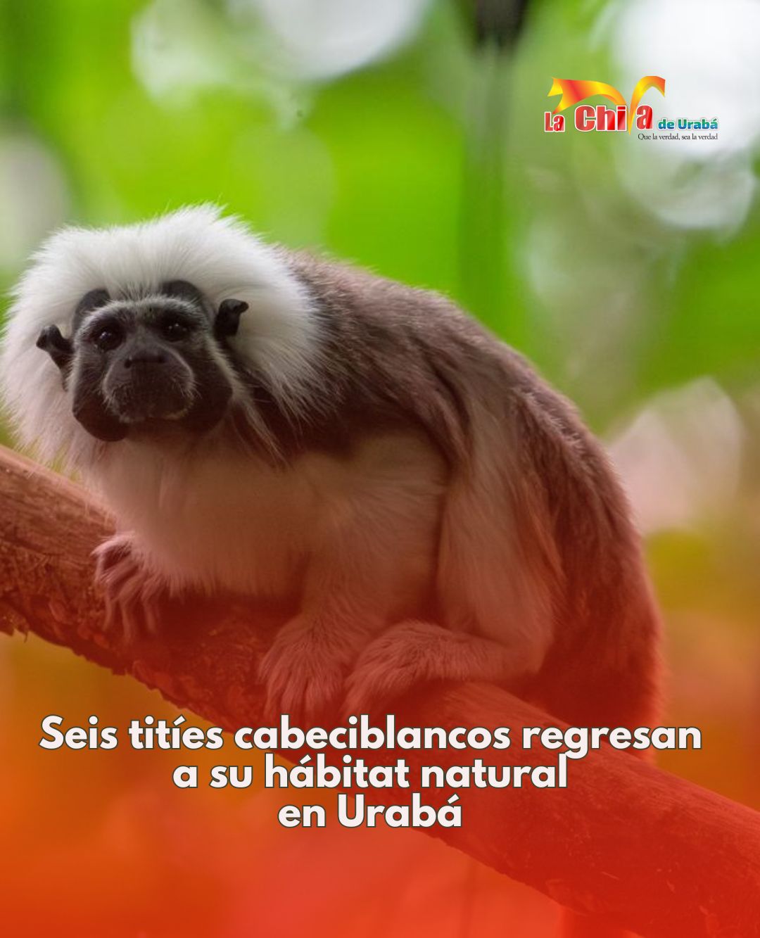 Seis titíes cabeciblancos vuelven a la libertad en Urabá tras dos años de recuperación