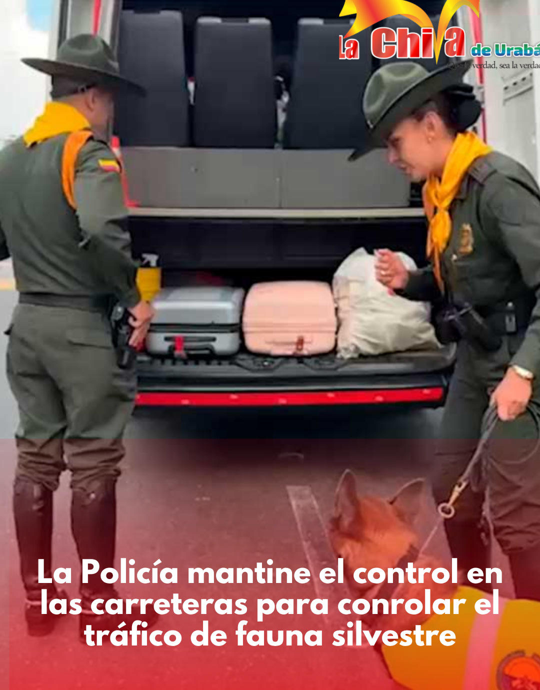 Policía mantiene  acciones contra tráfico de fauna y flora, van 411 capturas