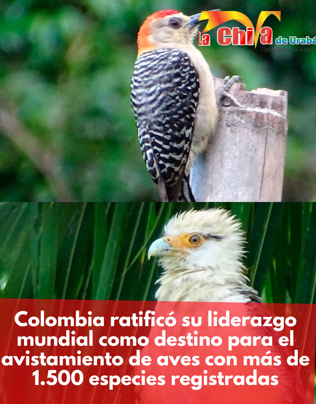 Colombia volvió a liderar en avistamiento de aves, hay más de 1.500 especies registradas
