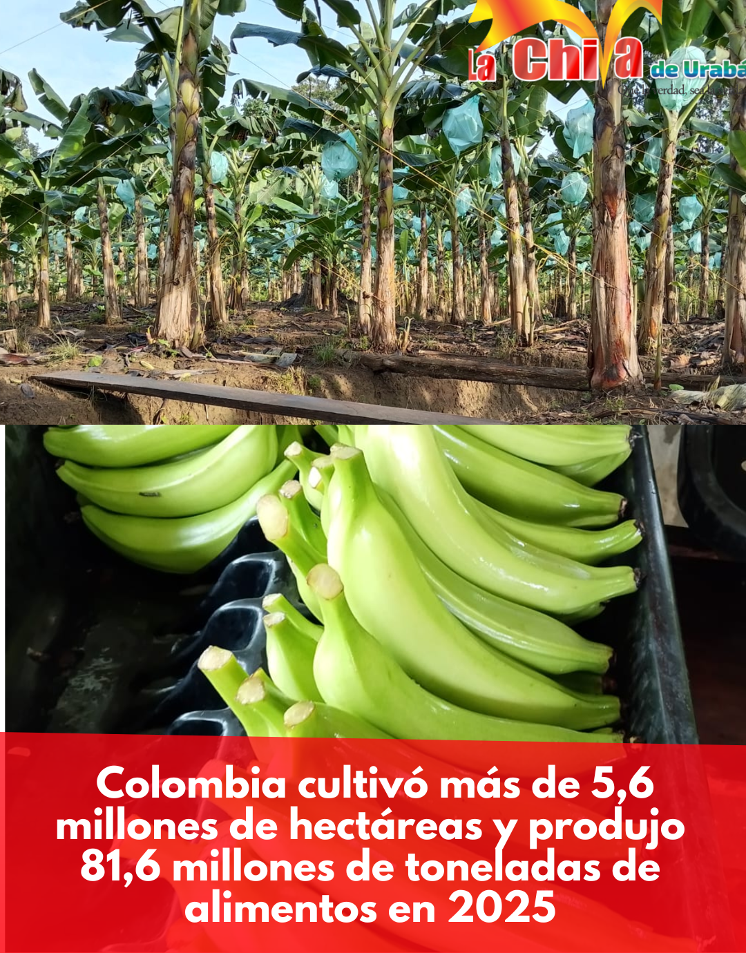 Colombia superó los 81 millones de toneladas de alimentos producidos en 2025
