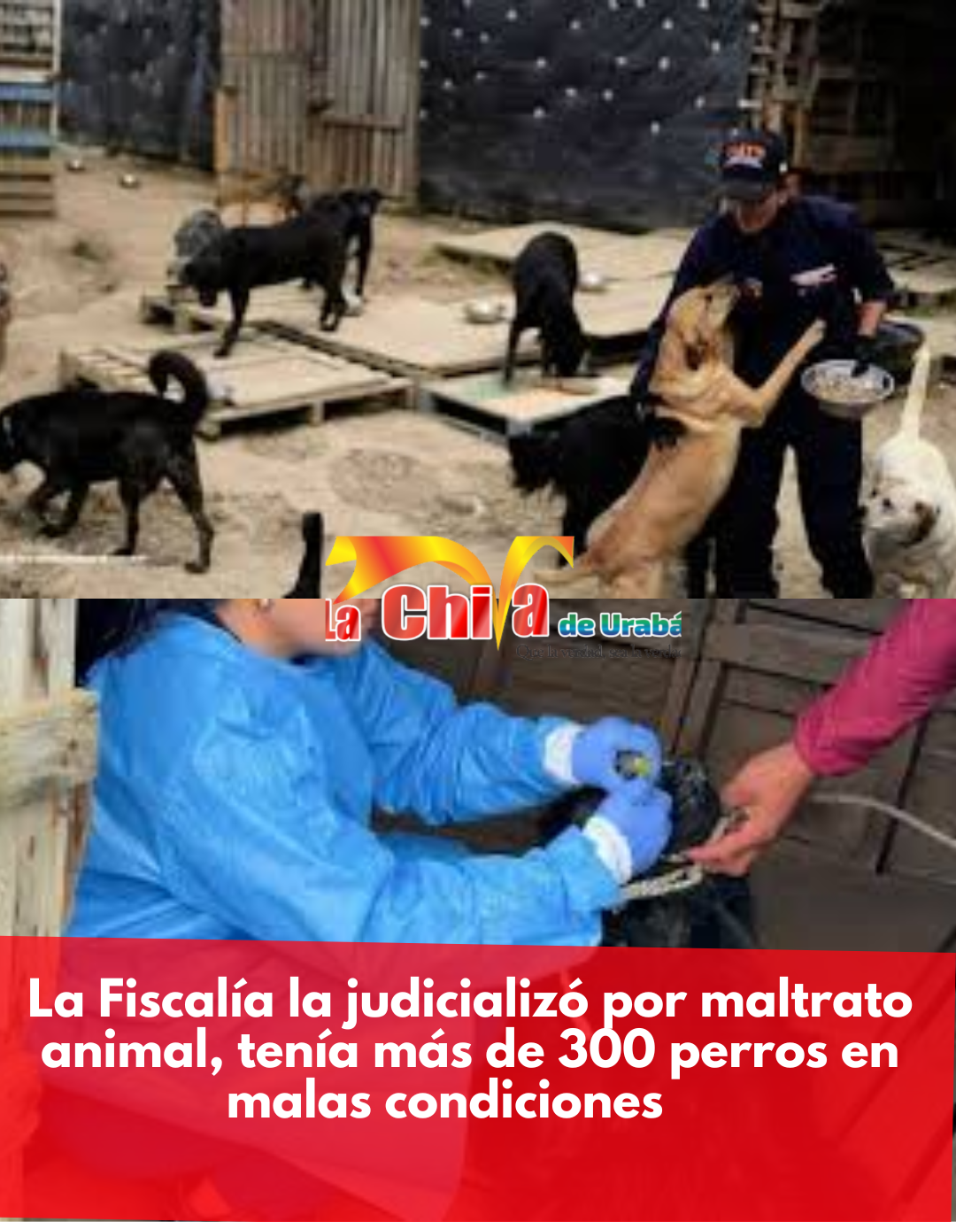 La Judicializaron por mantener más de 300 perros con hambre y enfermos